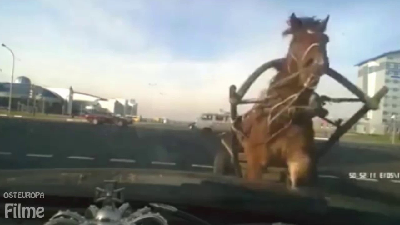 Auto angefahren mit dem Pferd