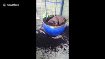 Puppy digging up flowerpot instantly freezes when owner catches him