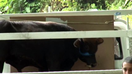 Haluk Levent'in Satın Aldığı Yüzen Dana 'Ferdinand' İzmir'e Gönderildi