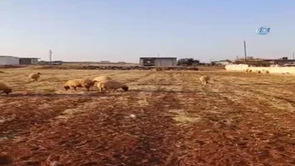 TSK'dan İdlib ve Hama'ya Askeri Takviye