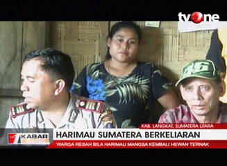 Download Video: Harimau Sumatera Berkeliaran di Desa Terkam Hewan Ternak