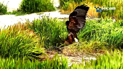 Wild Animal Attacks - Southwestern predator USA