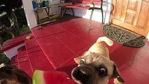Ultimate Animal Reactions - Bloopers of June  2018 | Funny Pet Videos