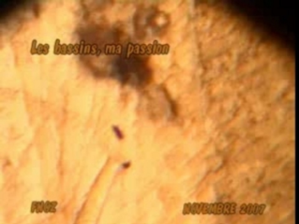 Saprolegnia