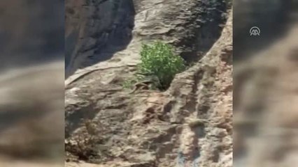 Kayalıktan Atlayan Koyun ve Keçi Sürüsü Telef Oldu