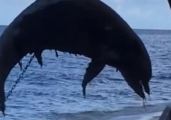 Sarasota Resident Finds Dead Dolphin Washed Up on Beach as Red Tide Continues