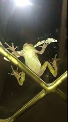 Cette grenouille a eu les yeux plus gros que le ventre en gobant un papillon énorme