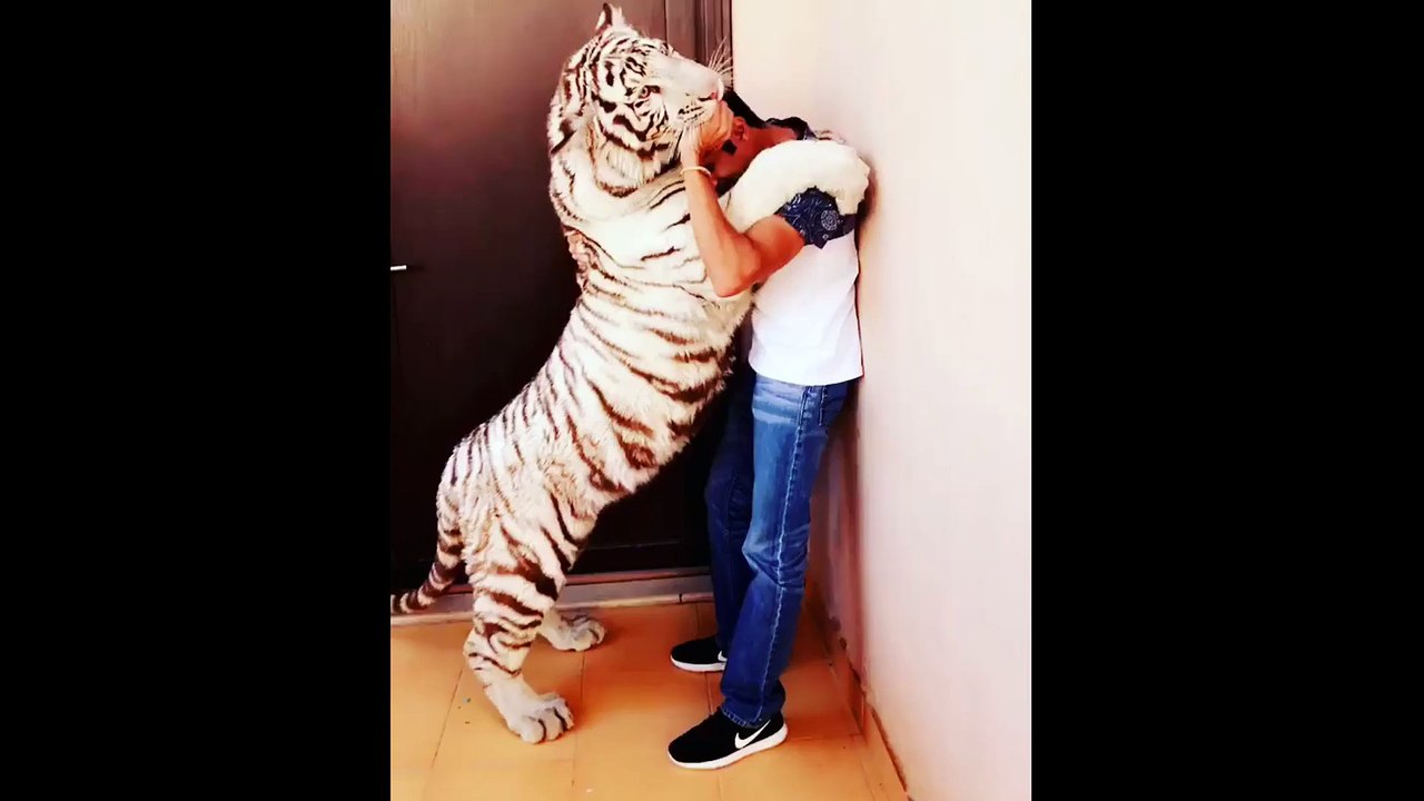 Tiger hugs caretaker after week apart