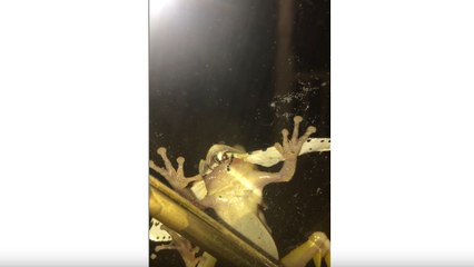 Papillon vs Grenouille