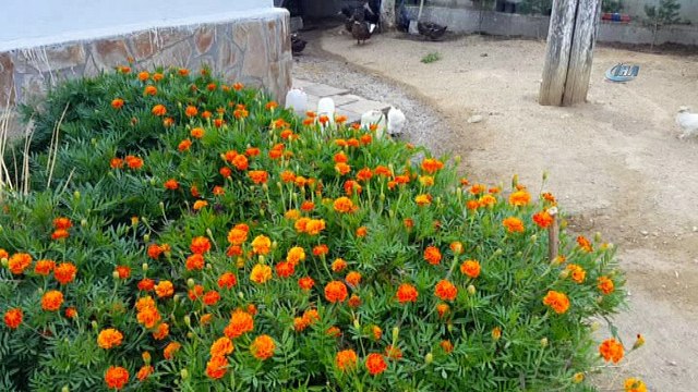 Çiftlik gibi okul... 100 kanatlı hayvanın bulunduğu okulda öğrencilere hayvan sevgisi aşılanacak