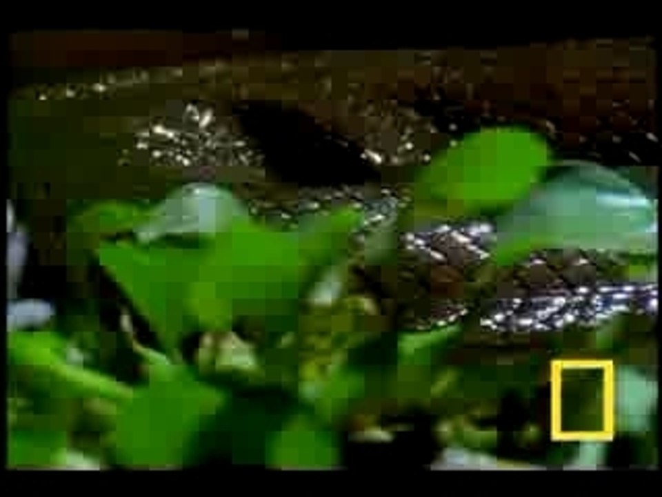 ANACONDA-ATTAQUE