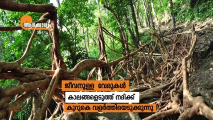 How to reach living root bridge