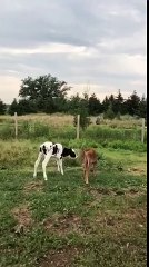 Calf introduced to baby sister, forms immediate friendship