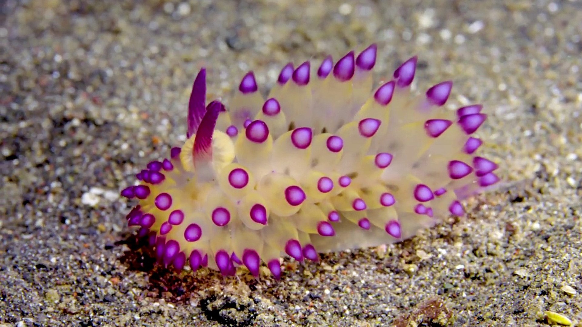 This Adorable Sea Slug Is A Sneaky Little Thief Deep Look - 