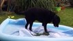 dog destroys paddling pool