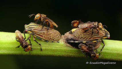 Stingless bees tend to treehoppers for honeydew