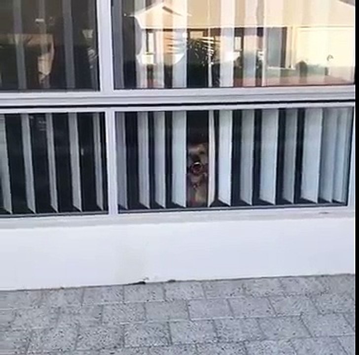 dog does a really ugly face and shows teeth and tongue at the window