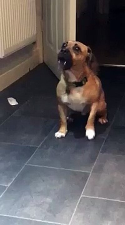 dog does weird thing with his mouth