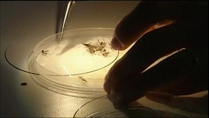 Vírus do Nilo matou 16 pessoas na Grécia