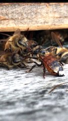 Bees Band Together to Help Friend in Need