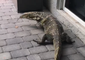 Monster Lizard Invades Florida Family's Backyard