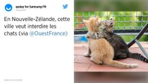 En Nouvelle-Zélande, cette ville veut interdire les chats.