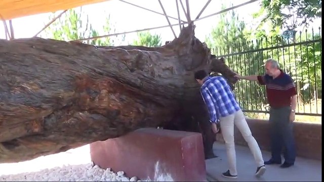 12 Asırlık Mızık Çamı Vatandaşlar Tarafından İlgi Görüyor