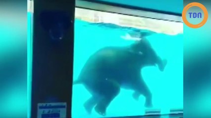 Des éléphants forcés à nager pour les touristes dans un Zoo en Thaïlande !