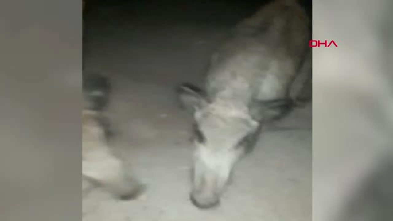 Muğla Taksi Durağının Yanına İnen Domuzları Eliyle Besledi