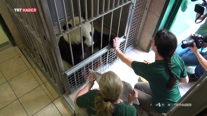 Viyana Hayvanat Bahçesi'nin sanatçı pandası "Yang Yang"