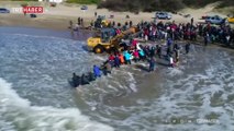 Arjantin kıyılarına vuran katil balinalar kurtarıldı