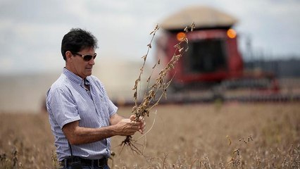 Au Brésil, le soja chasse les forêts