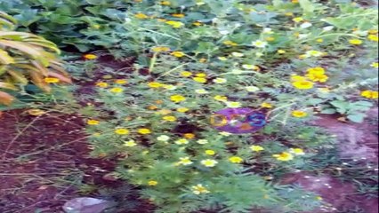 marigold,uses of marigold,genda phool,zendu,genda flower ke fayde,ayurvedic nuskhe