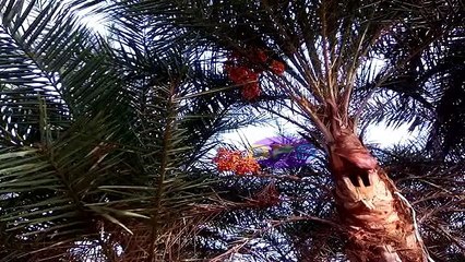 tadi,nira,toddy,palm wine,neira ke fayde ,uses and side effect in hindi