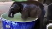 Un petit éléphant mignon prend son bain !