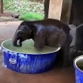 Un petit éléphant mignon prend son bain !