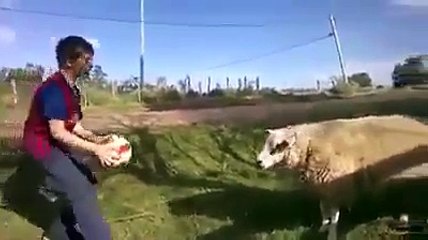 Un mouton future meilleur attaquant du football !