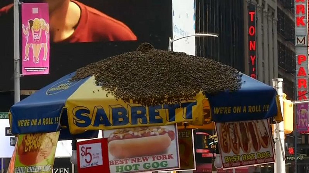 Watch: Thousands of bees descend on New York hotdog stand
