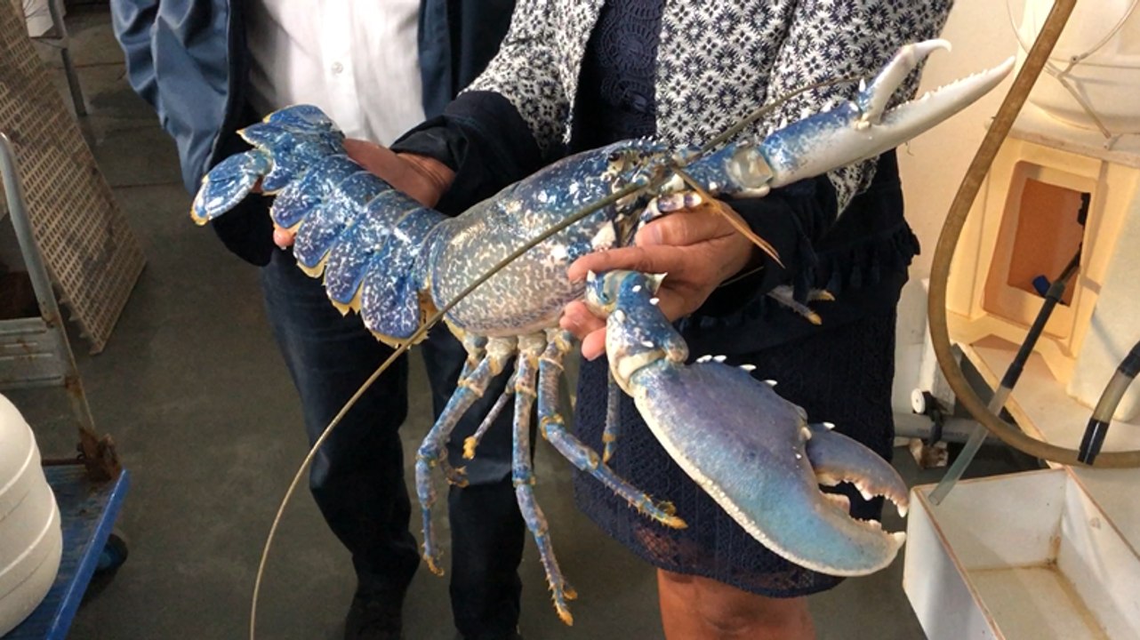 Un homard de 2,5 kg introduit à la Cité de la mer de Cherbourg