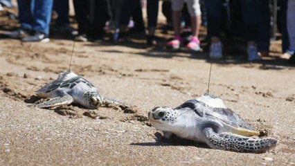 멸종위기 바다거북, 제주 앞바다에 방류 / YTN