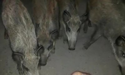 Domuz sürüsüyle burun buruna gelince bakın ne yaptı