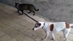 Responsible Kitty Walking Dog Back To Home