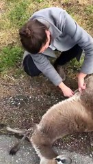 Elle sauve un bébé kangourou bloqué dans la poche de sa mère décédée !