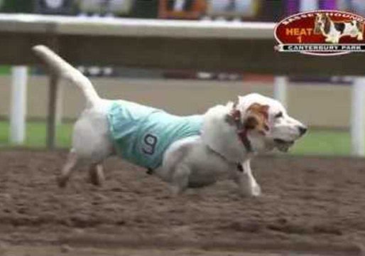 Basset Hounds Showcase Their Need for Speed on Minnesota Race Track