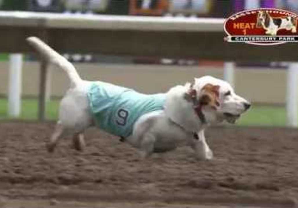 Basset Hounds Showcase Their Need for Speed on Minnesota Race Track