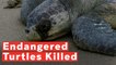 300 Endangered Turtles Killed After Being Caught In Fisherman's Net