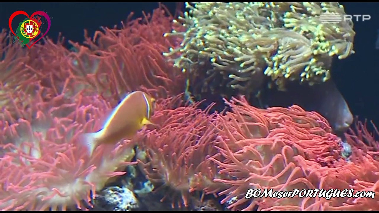 OCEANÁRIO de LISBOA é o MELHOR do MUNDO pela 3ª Vez