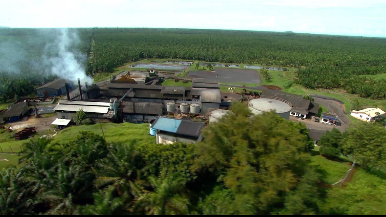 Forests in danger: Biofuel demand threatens forests