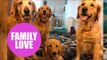 Golden Retriever mom gets to see her puppies grow up after her owner gave one to each of her friends