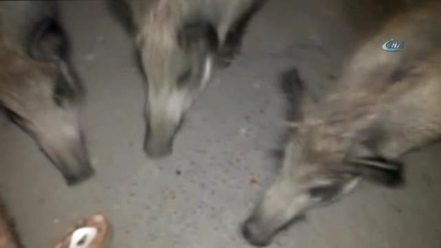Aç Kalan Domuz Sürüsünü Elleriyle Besledi